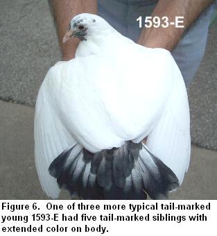 Tail-marked 1593-E