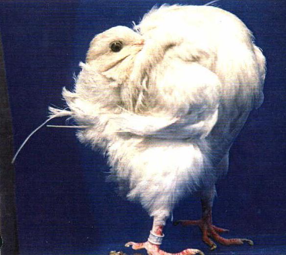 Baby doll Fantail, cover of PGNV&C, Issue # 51.