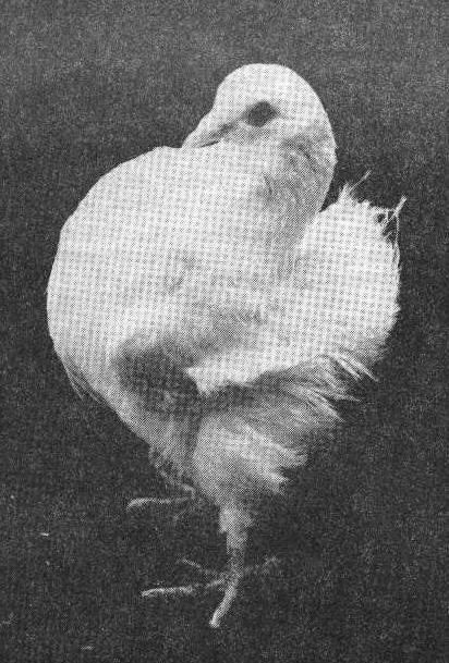 Baby Doll milky fantail pigeon