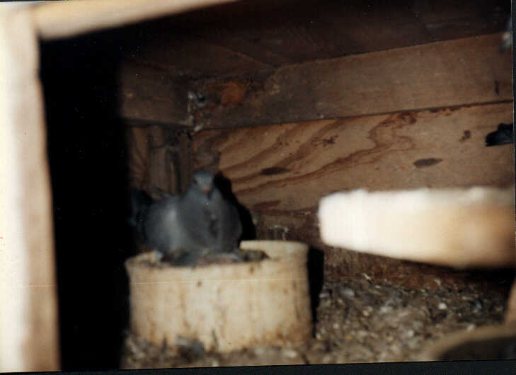 Brooding squeaker pigeon.