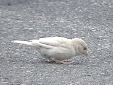 White mutant House Sparrow.
