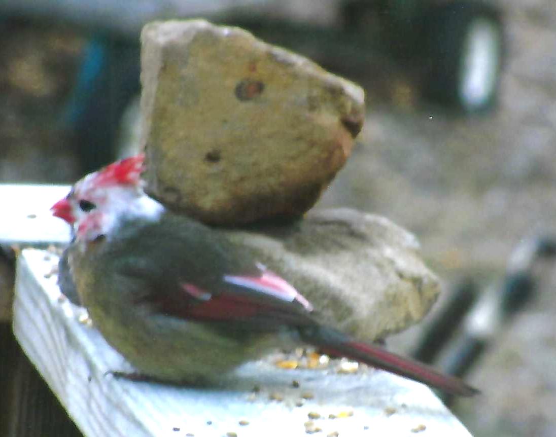Leucistic Cardinal