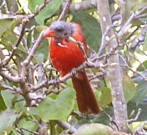 Male Cardinal molting.