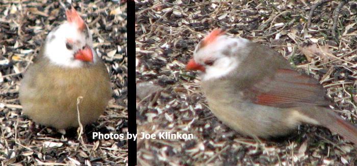White-headed Cardinal