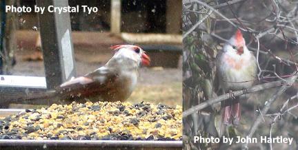 Pied Cardinals