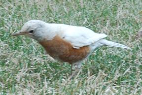 Mutant Robin