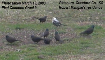 Pied Grackle