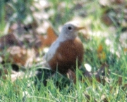 White Robin