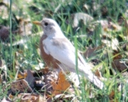 White Robin