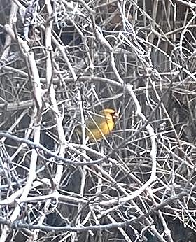 Yellow male Cardinal