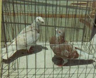 Original chalky ash red cock & ash-red hen.