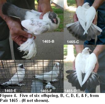 Mane Pigeon X Rec. White backcrosses