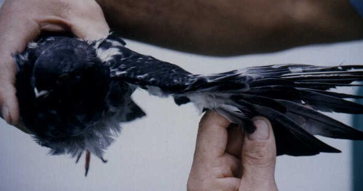 Photo 1.  Mirror Imaged wing flights.