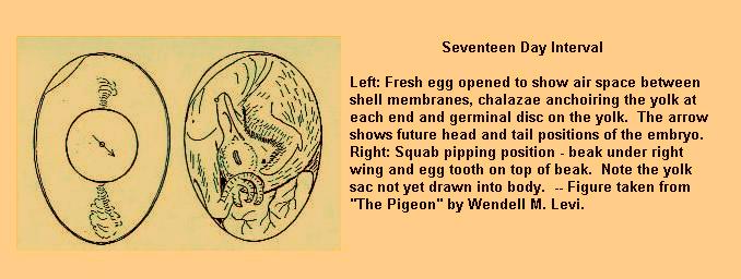 Pigeon embryo