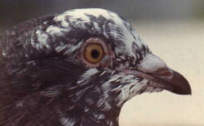 Eye sac on eye of Runt.