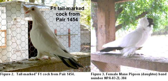 F1 & Mane Pigeon hen