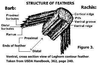 Feather barbs & rachis of Leghorn hen.