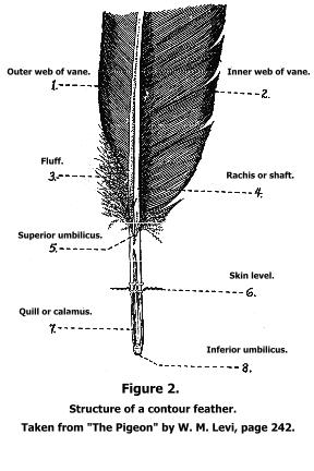 Feather contour of pigeon.