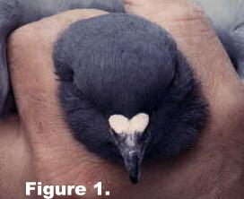 Foggy-vision - Figure 1.