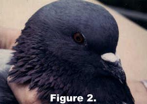Foggy-vision - Figure 2.