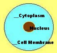 Cell