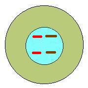 Body Cell & Chromosomes