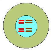 Cell nucleus & replacated chromosomes.