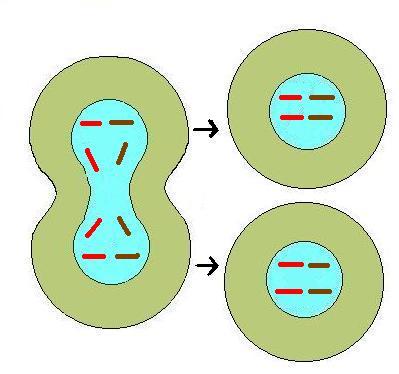 Development of daughter cells.