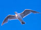 Gull