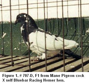 Mane Pigeon X Bluebar homer F1