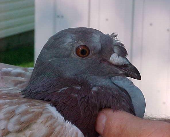 Nasal-tufted ash-red check.