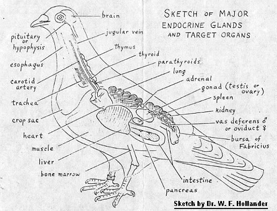 Pigeon Endocrine Glands