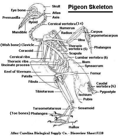 Pigeon Skeleton and names of bones.