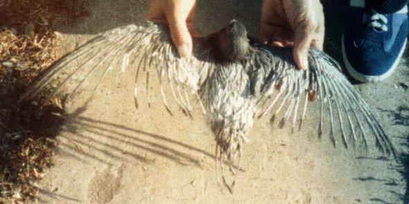 Juvenile female - Porcupine Pigeon