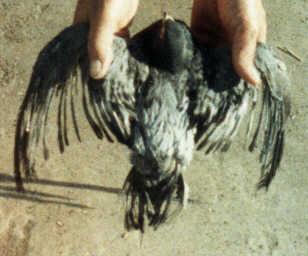 Four year old hen - Porcupine Pigeon.