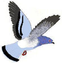 Rock Dove