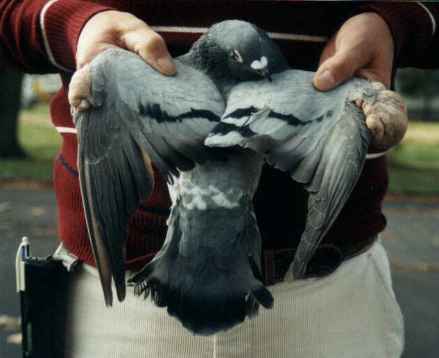 Top view of tumor-wing pigeon.