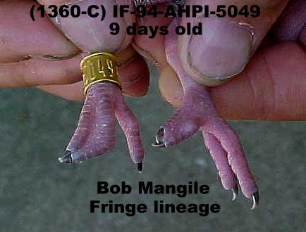 Web toed, fringe plumage pigeon toes.