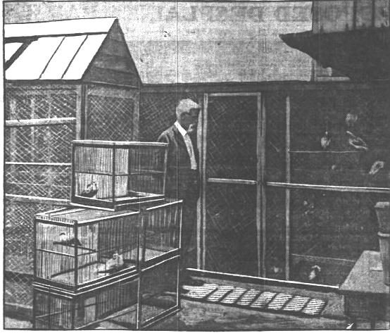 Charles Otis Whitman's bird in Chicago, Ill - October 1900